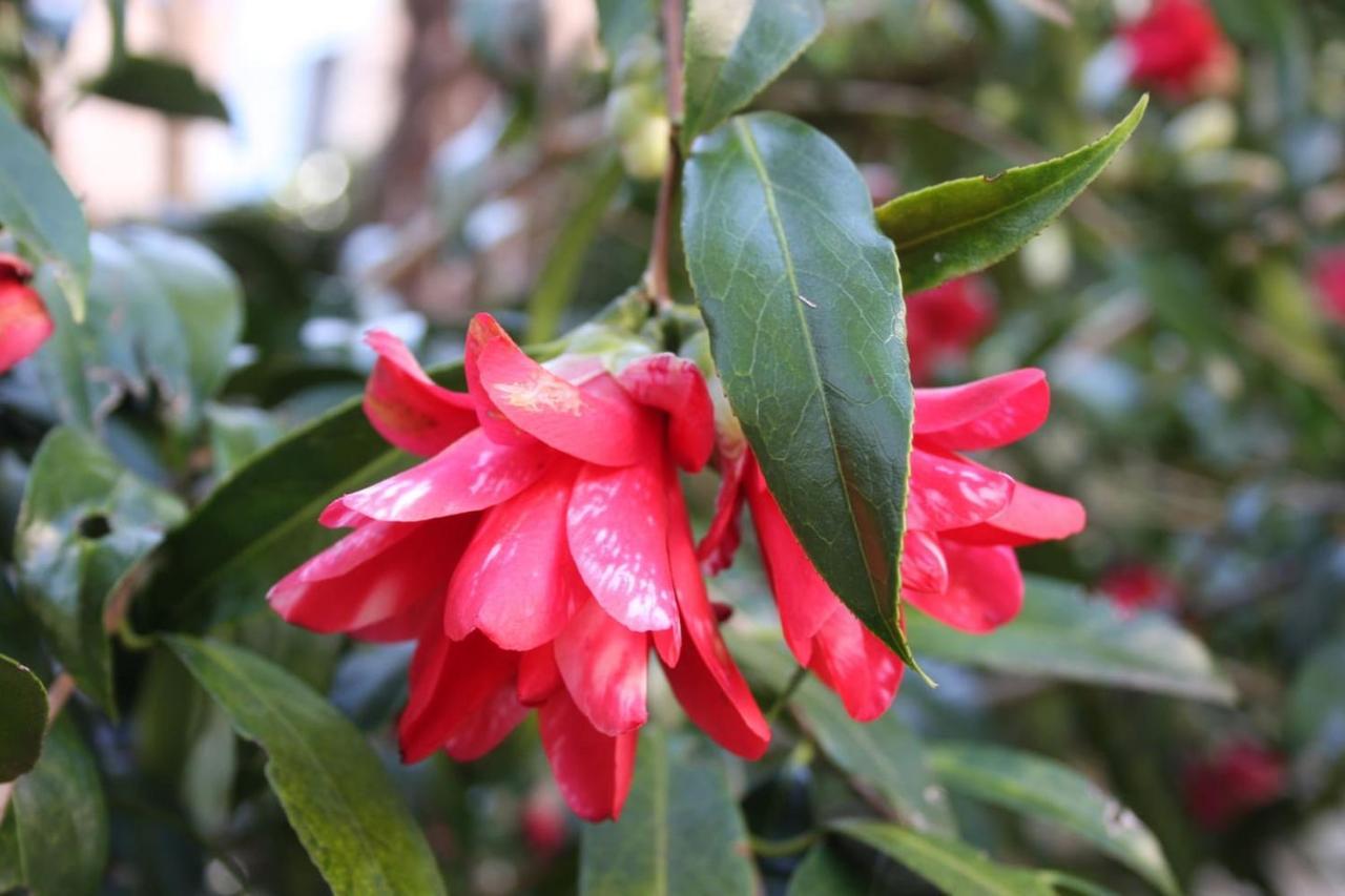 La Camelia D'Oro Lejlighed Oggebio Eksteriør billede