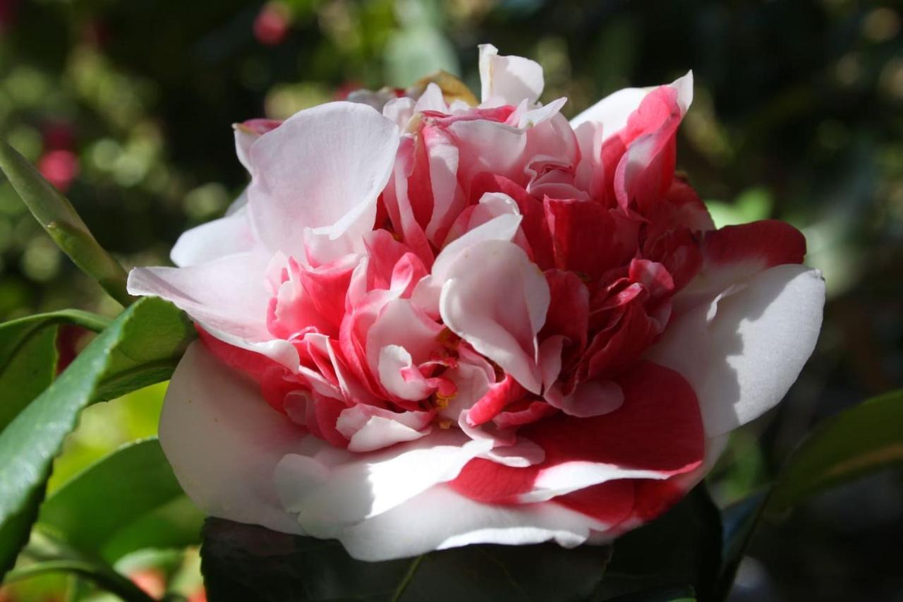La Camelia D'Oro Lejlighed Oggebio Eksteriør billede