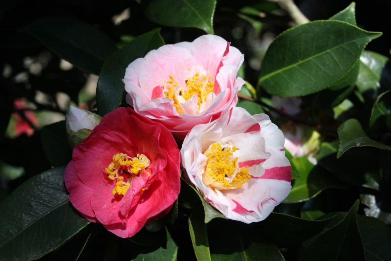 La Camelia D'Oro Lejlighed Oggebio Eksteriør billede
