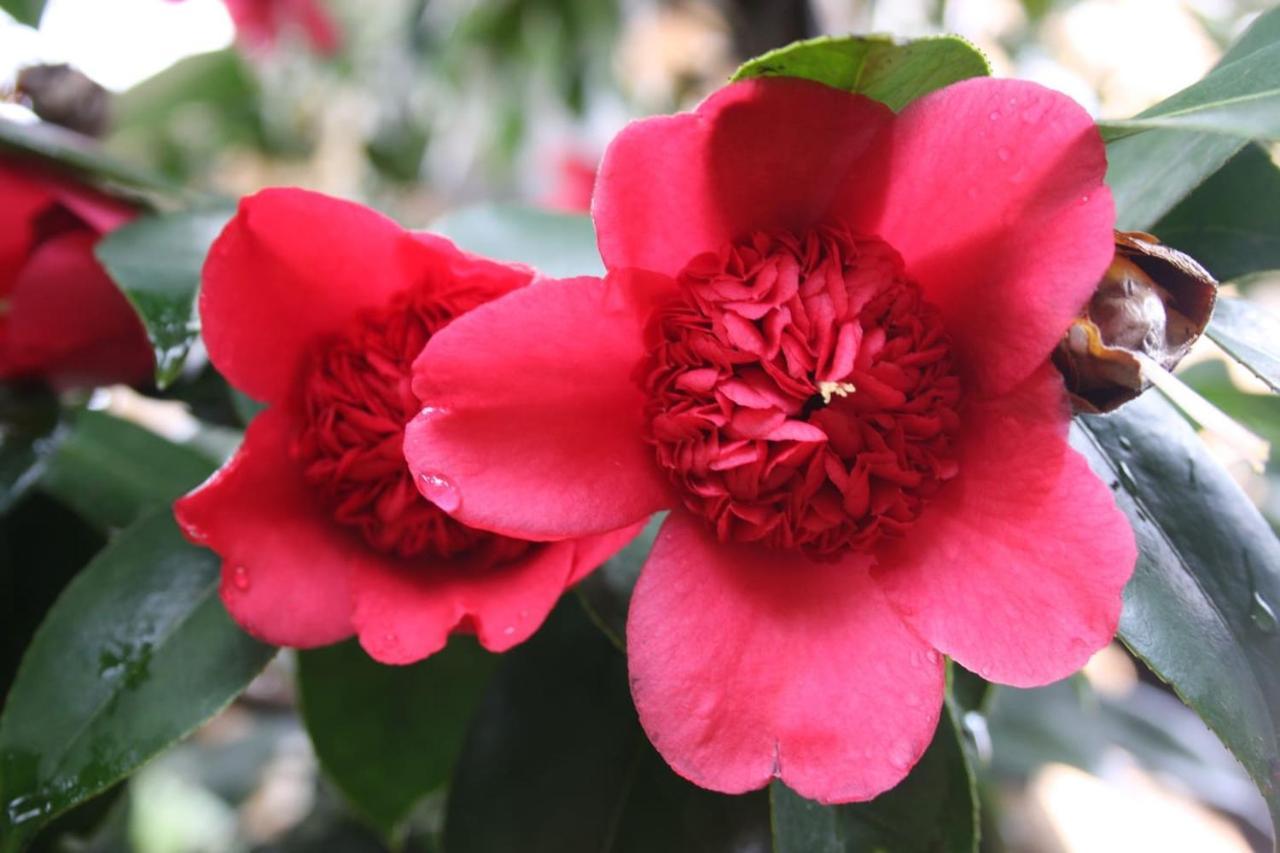 La Camelia D'Oro Lejlighed Oggebio Eksteriør billede