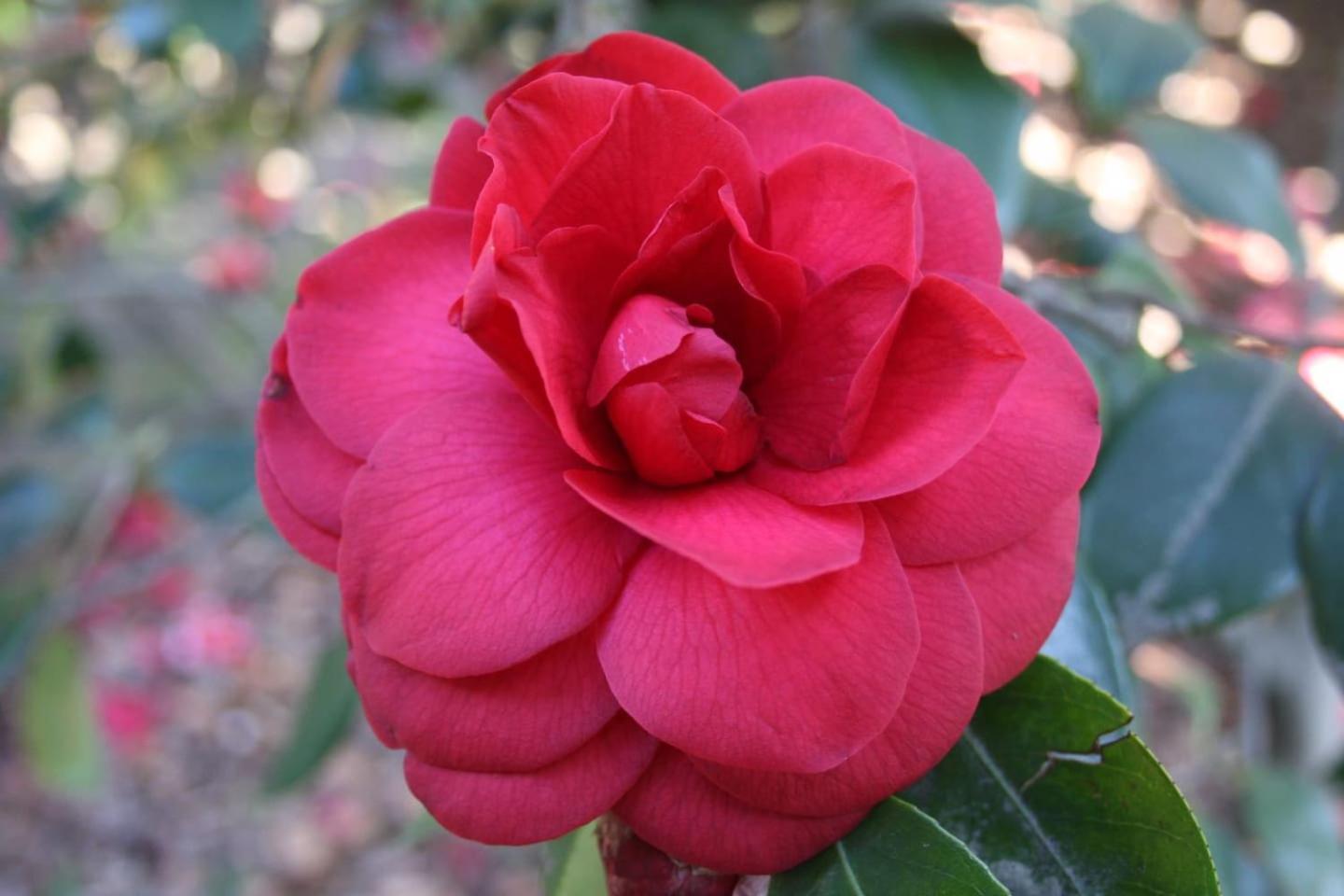 La Camelia D'Oro Lejlighed Oggebio Eksteriør billede