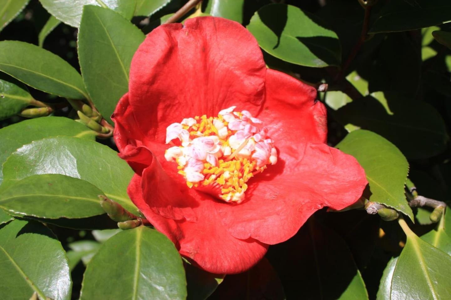 La Camelia D'Oro Lejlighed Oggebio Eksteriør billede